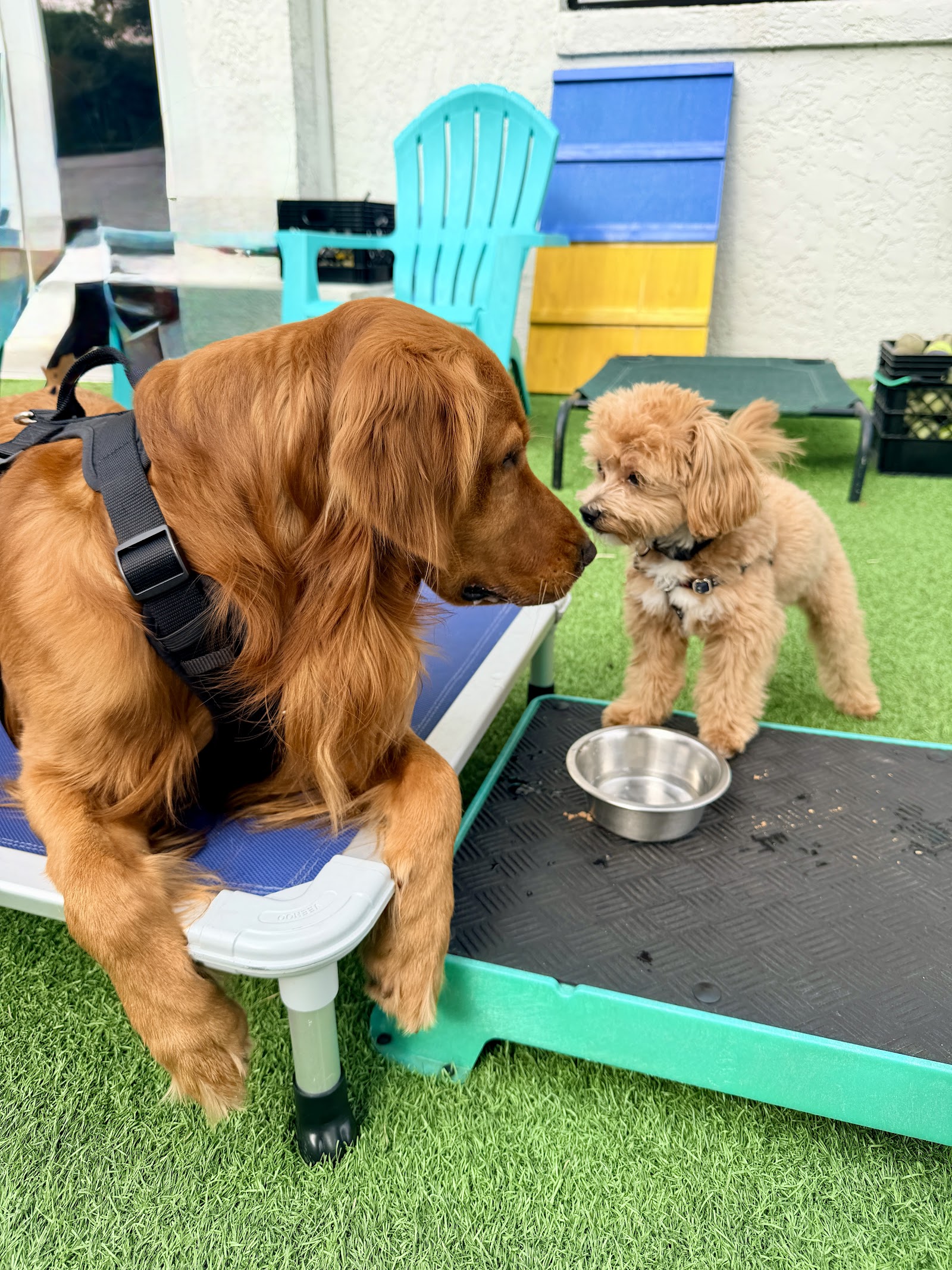 The Bark Stop™️ Force Free, Reward Based Puppy & Dog Training