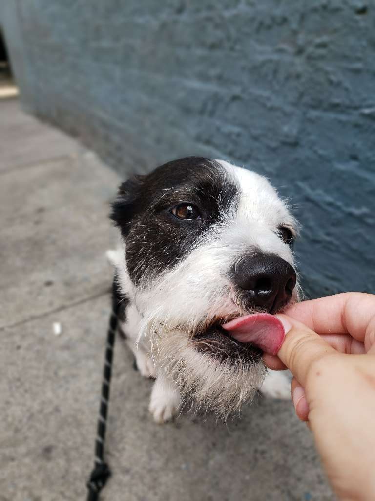 The Big City Woof Walker
