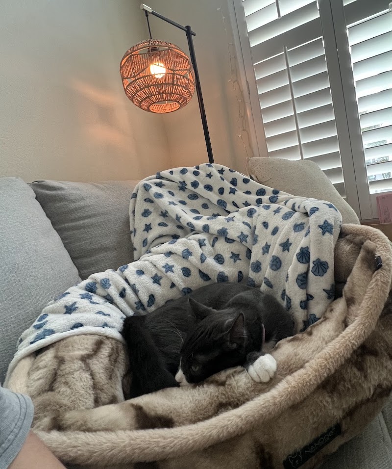 The Cat Lounge Rescue and Adoption Center photo 2