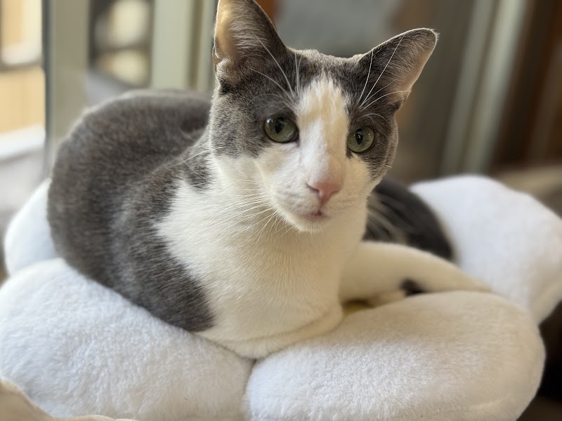 The Cat Lounge Rescue and Adoption Center photo 3