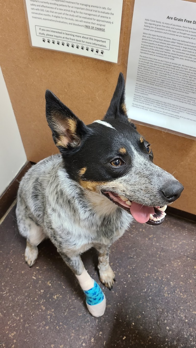 The Center for Animal Wellness