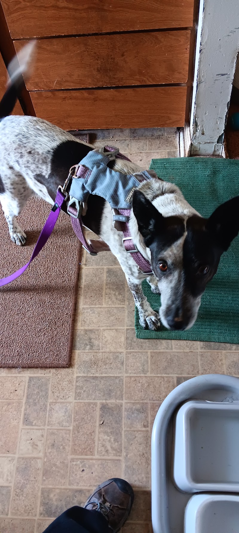 The Center for Animal Wellness photo 3