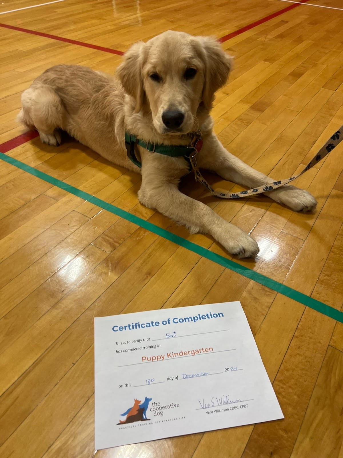 The Cooperative Dog photo 3