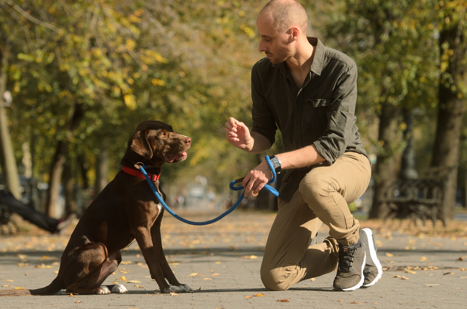 The Dog Behaviorist NYC