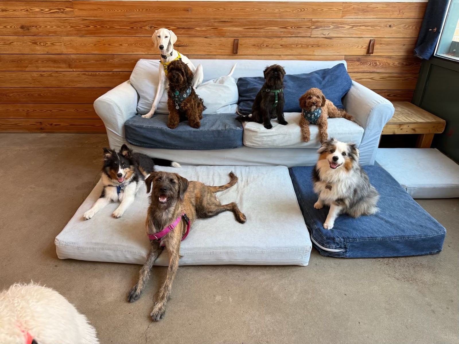 The Dog Institute of Williamsburg