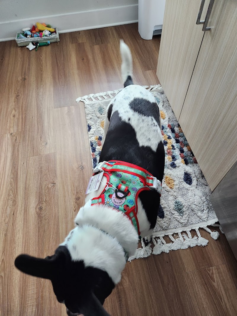 The Dog Mom Store. photo 3