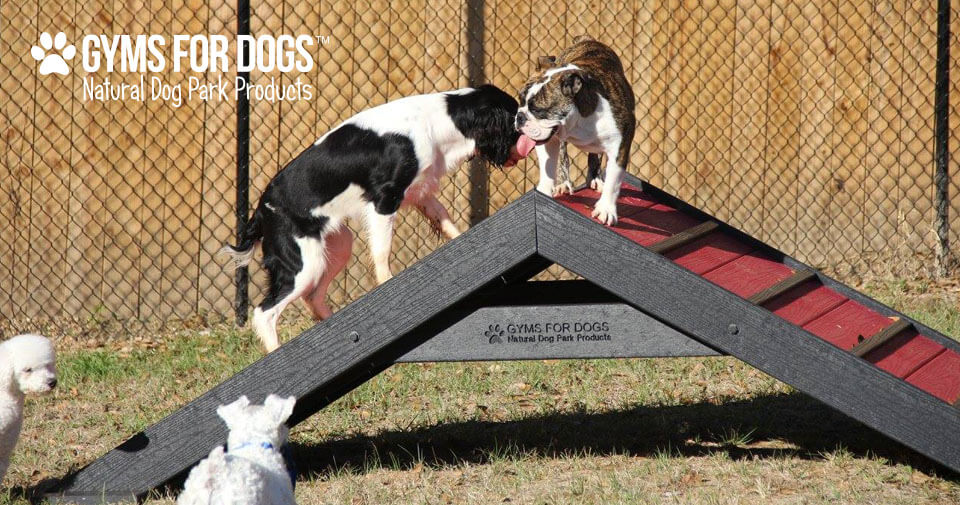 The Dog Park Company