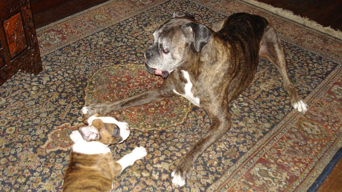 The Dog Walker photo 2