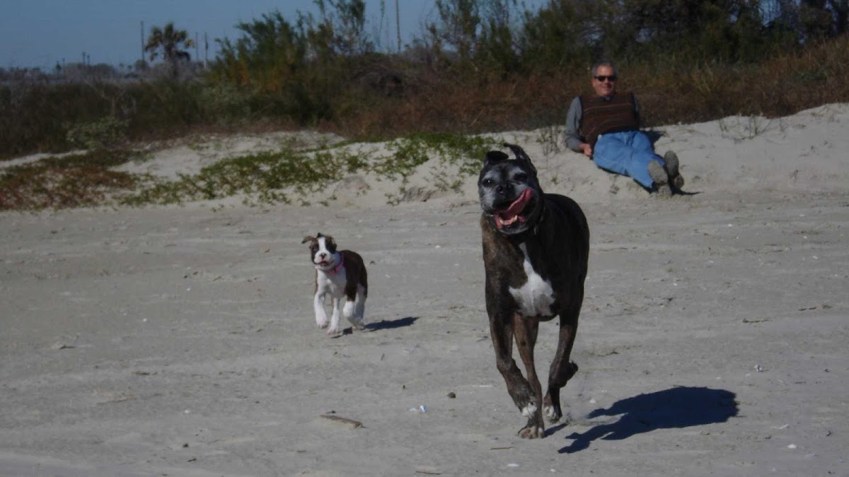 The Dog Walker photo 3