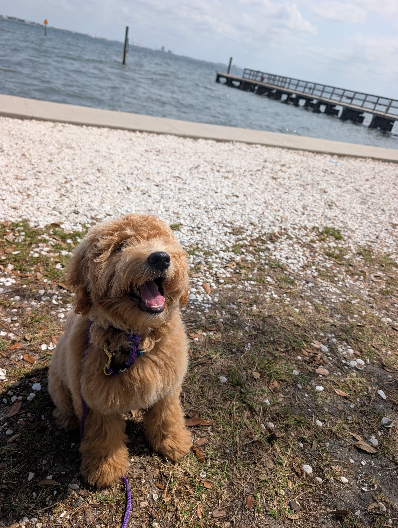 The Dog Wizard Tampa