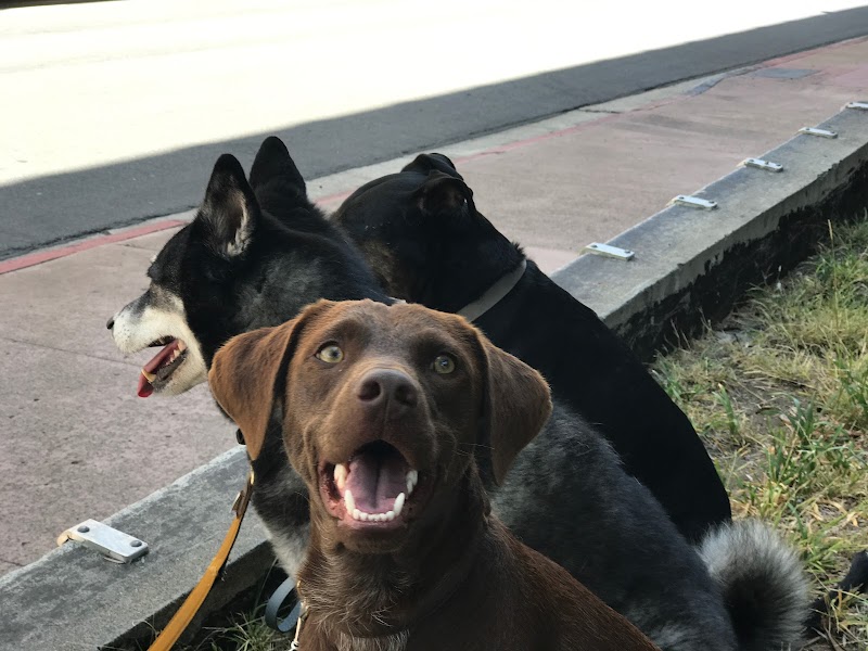 The Human Dog Team photo 2