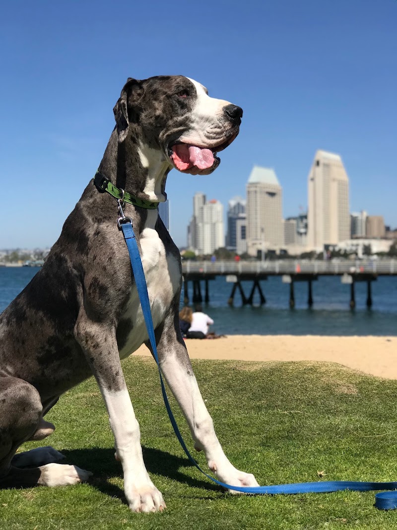 The Human Dog Team photo 3