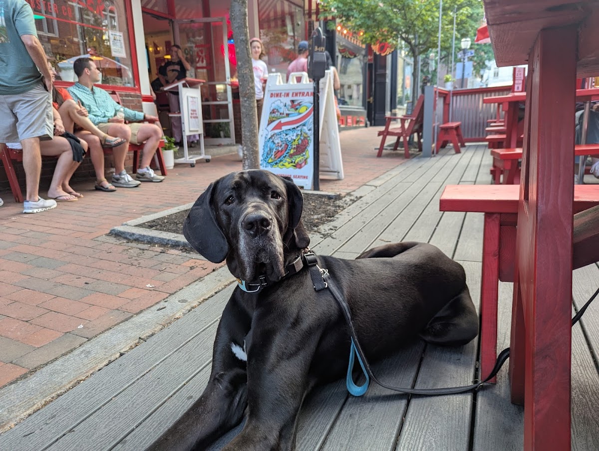 The Mainely Dog photo 2