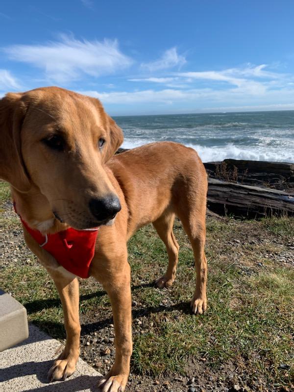 The Mainely Dog photo 3