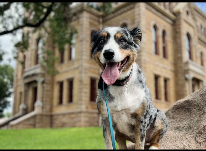 The Naked Dog photo 3