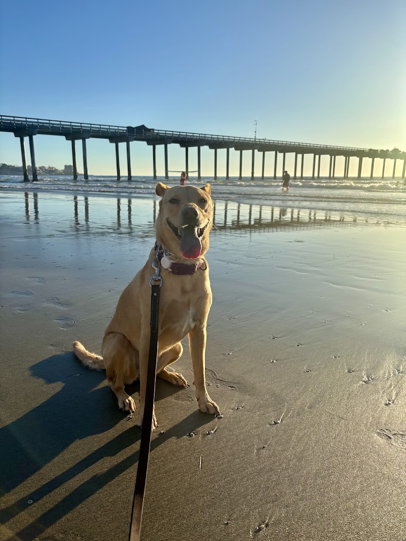 The Noble Dogs photo 2