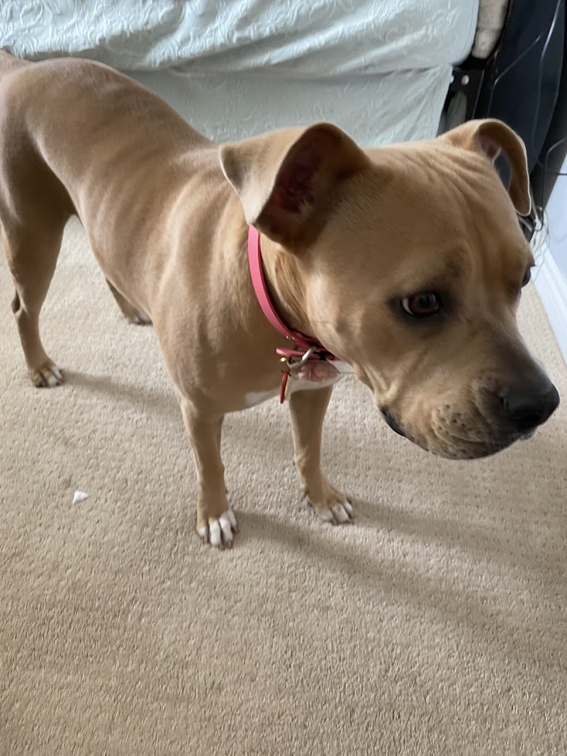 The Noble Dogs photo 3