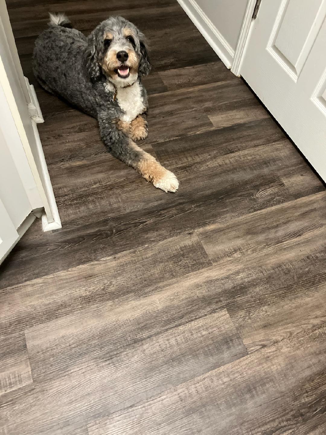 The Pawsitively Retreat