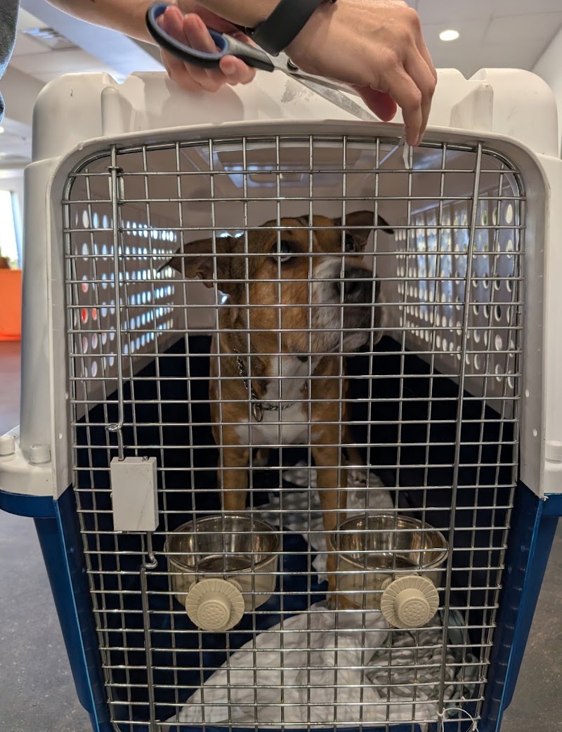 The Pet Porters - Pet Transportation Services