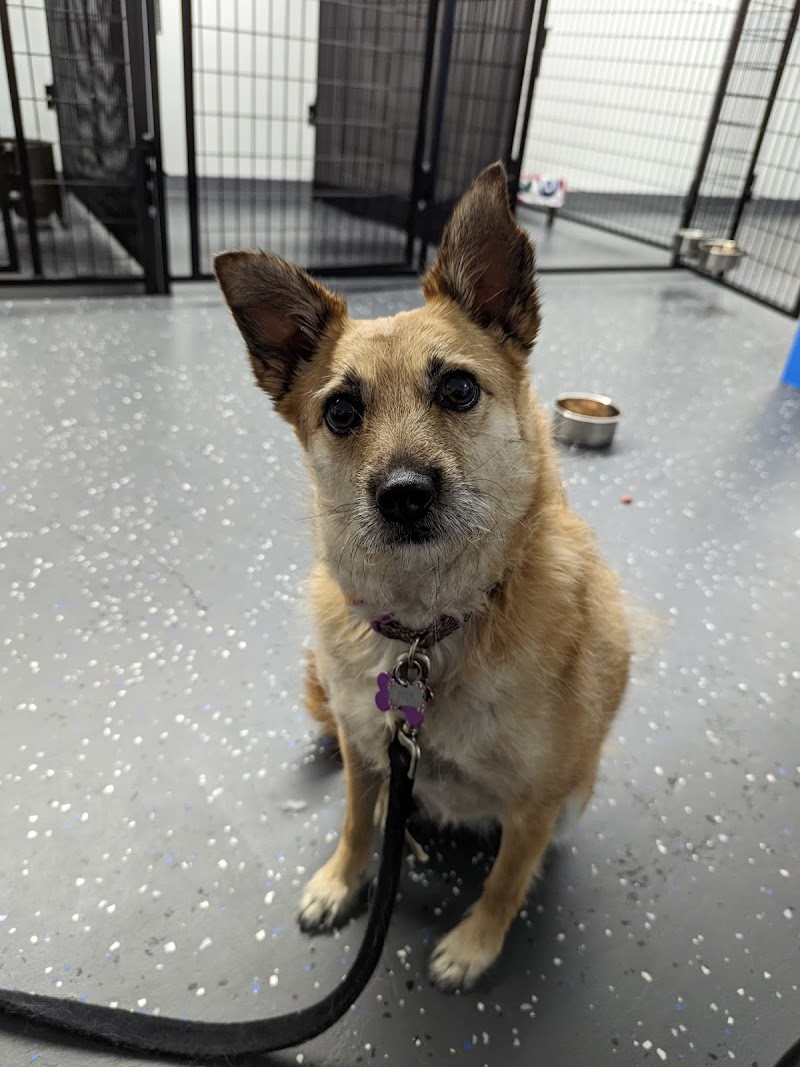 The Pet Porters - Pet Transportation Services photo 2