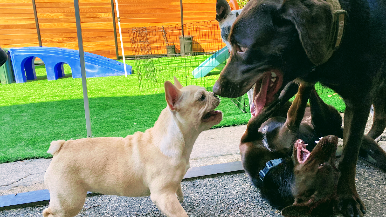The Ranch Dog Training