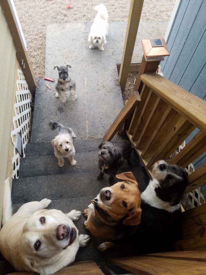 The Ruff-House