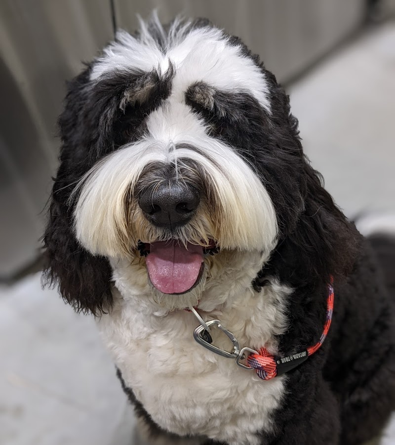 The Stellar Dog, LLC photo 2