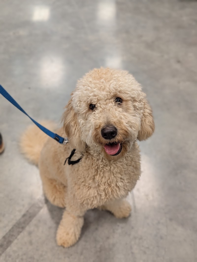 The Stellar Dog, LLC photo 3