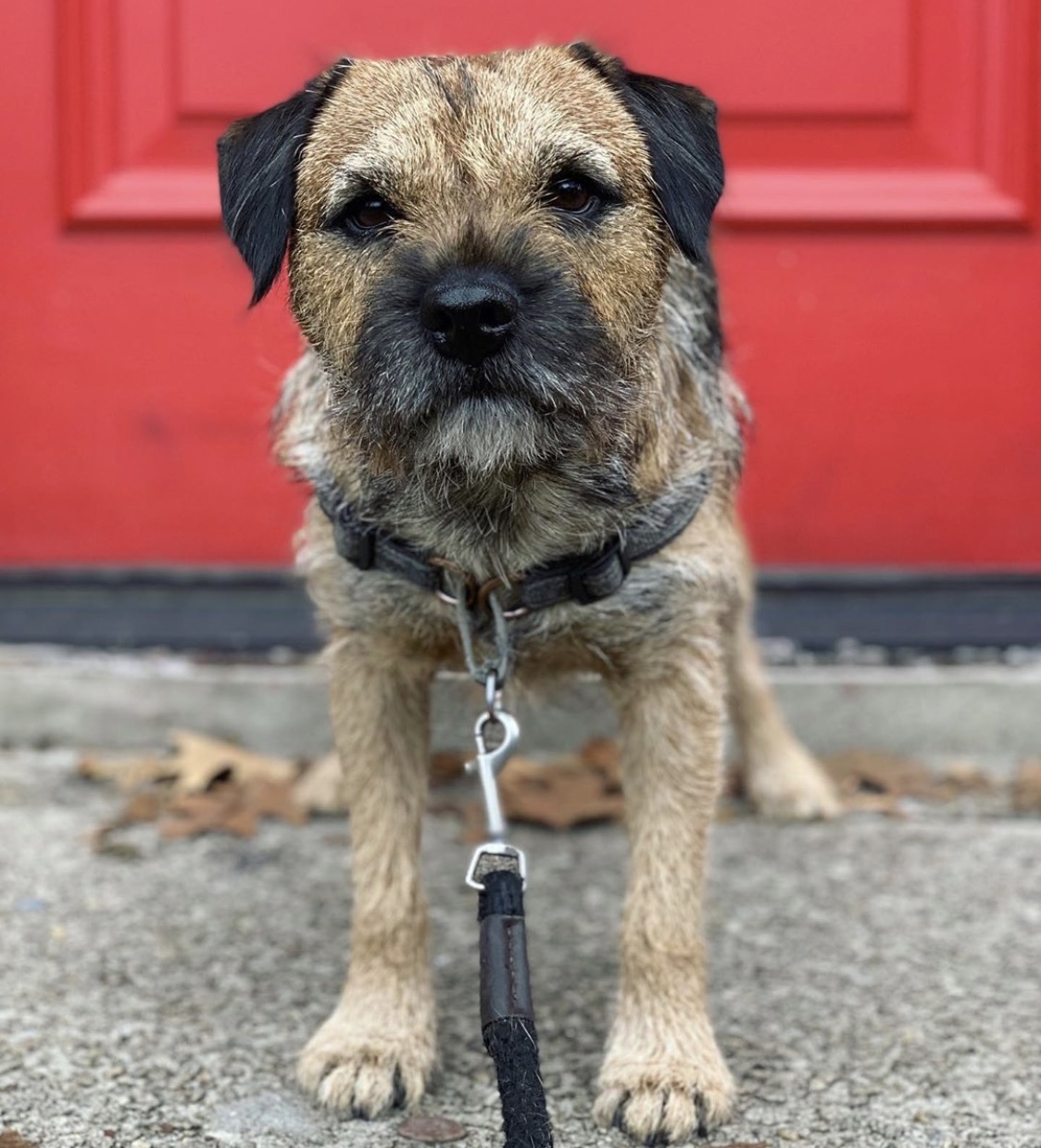 The Well Heeled Dog NYC