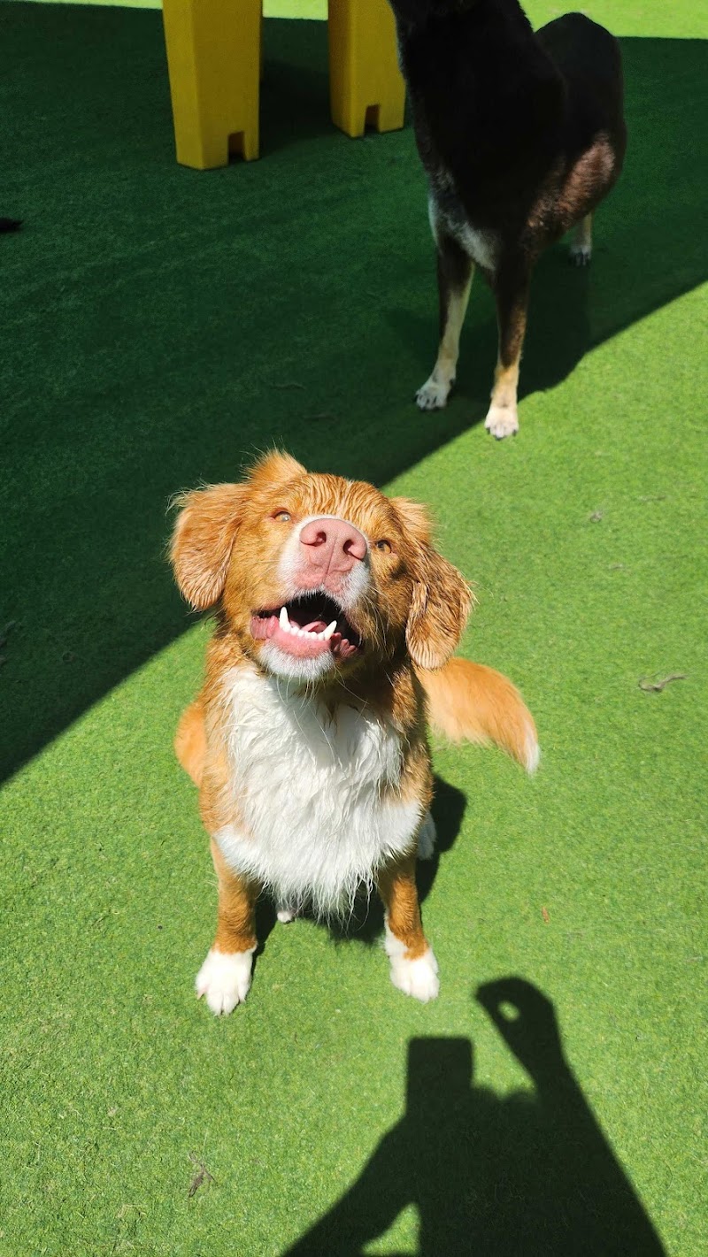 The Woofhaus photo 2