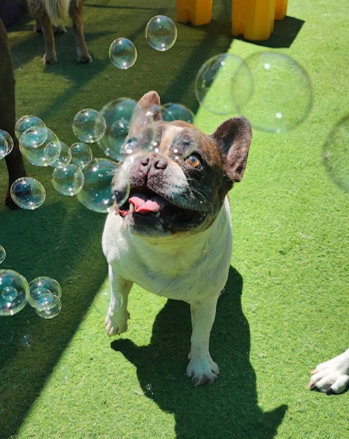 The Woofhaus photo 3