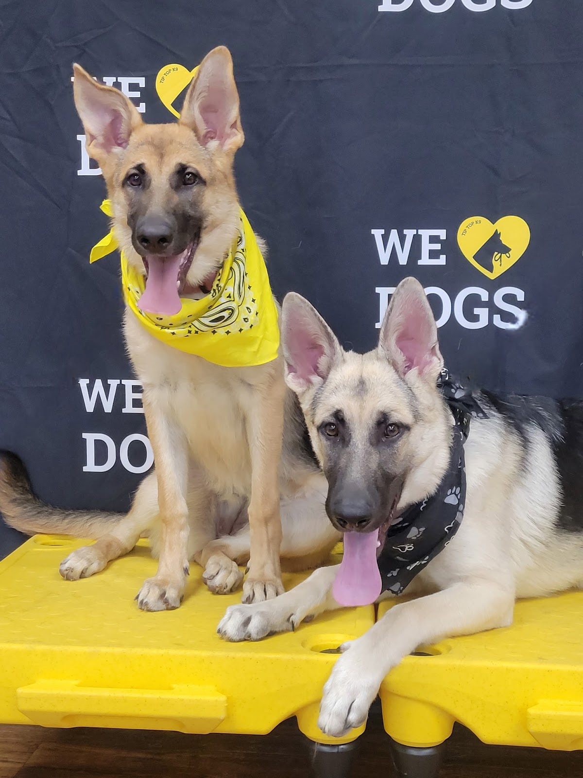 Tip Top K9 Dallas Dog Training