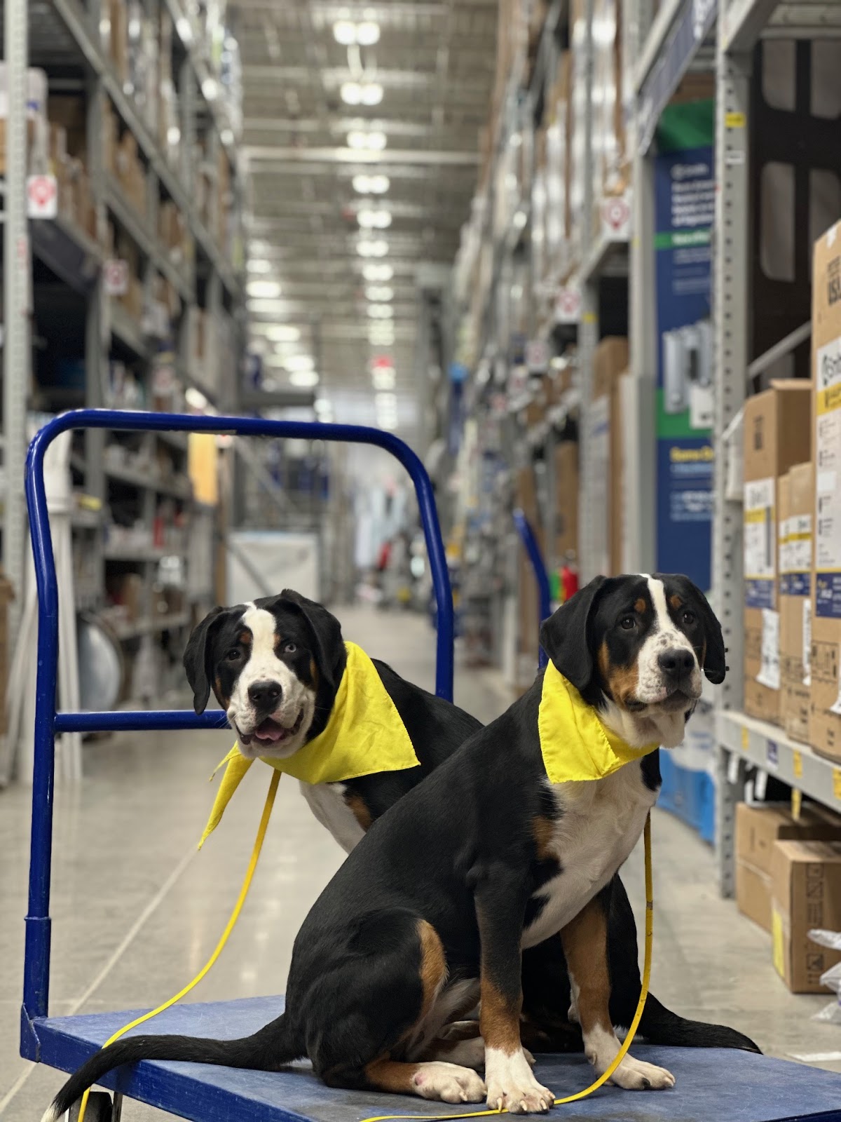 Tip Top K9 Dallas Dog Training photo 2