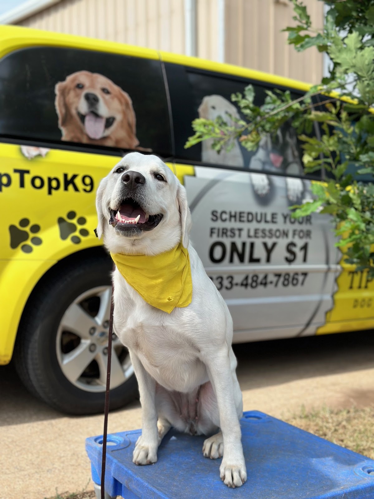 Tip Top K9 Dallas Dog Training photo 3