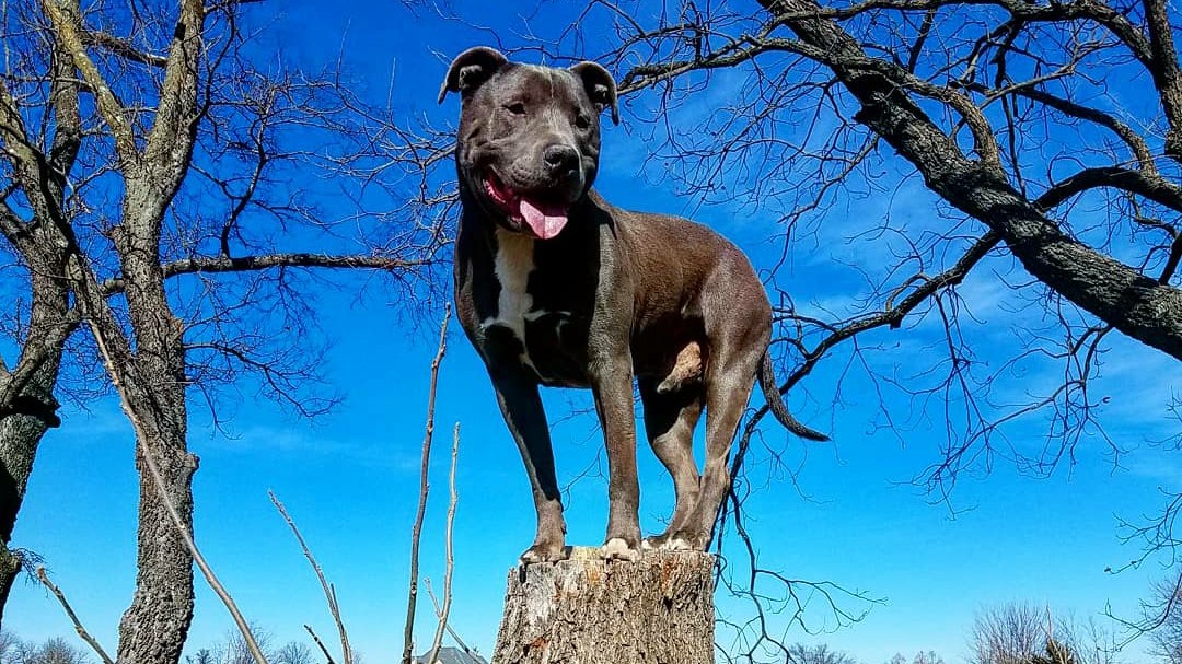 Tip Top K9