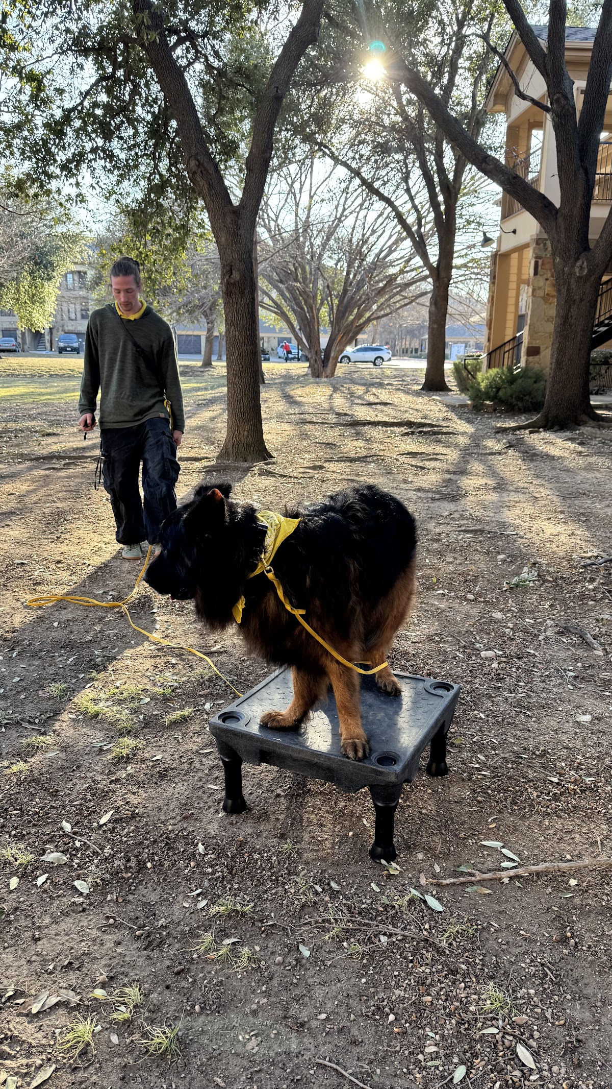 Tip Top K9 Dog Training Fort Worth
