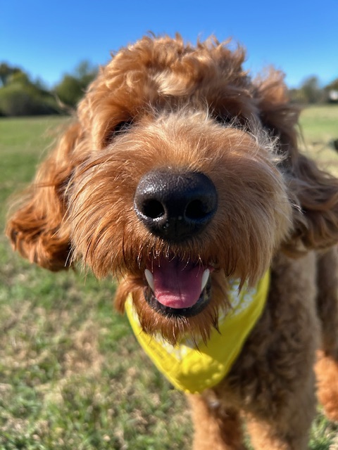 Tip Top K9 Dog Training Fort Worth photo 2
