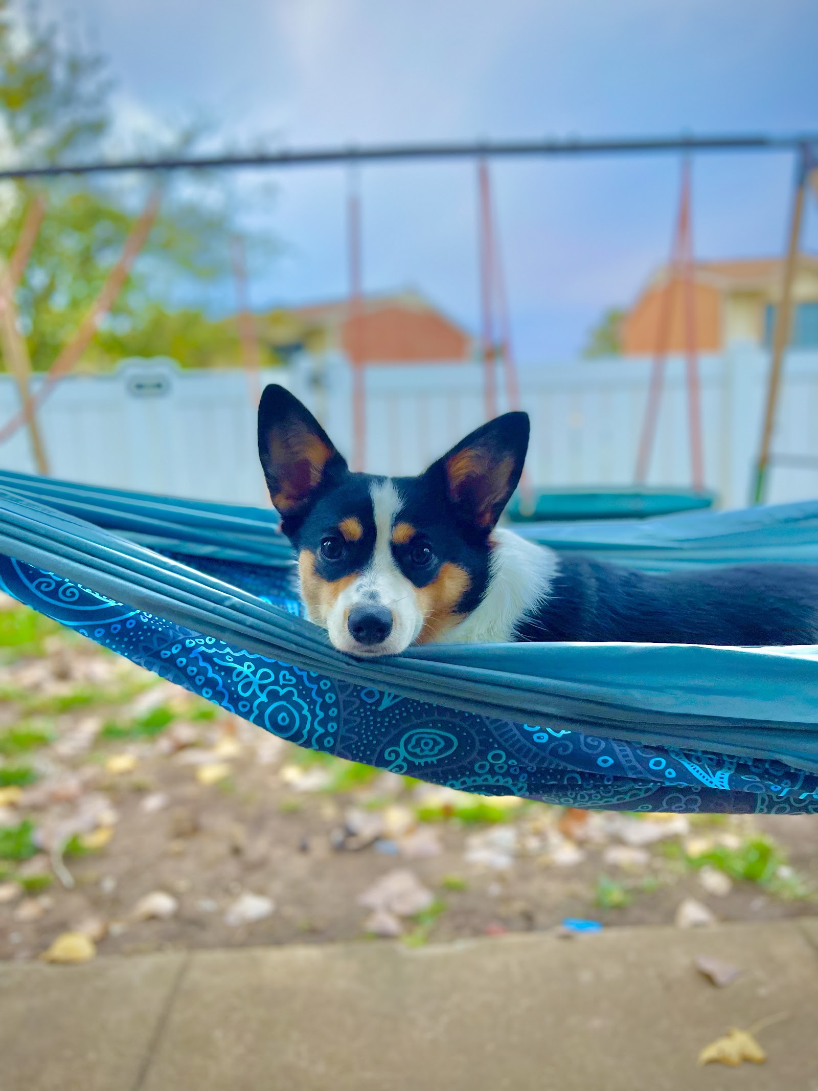Tip Top K9 Dog Training