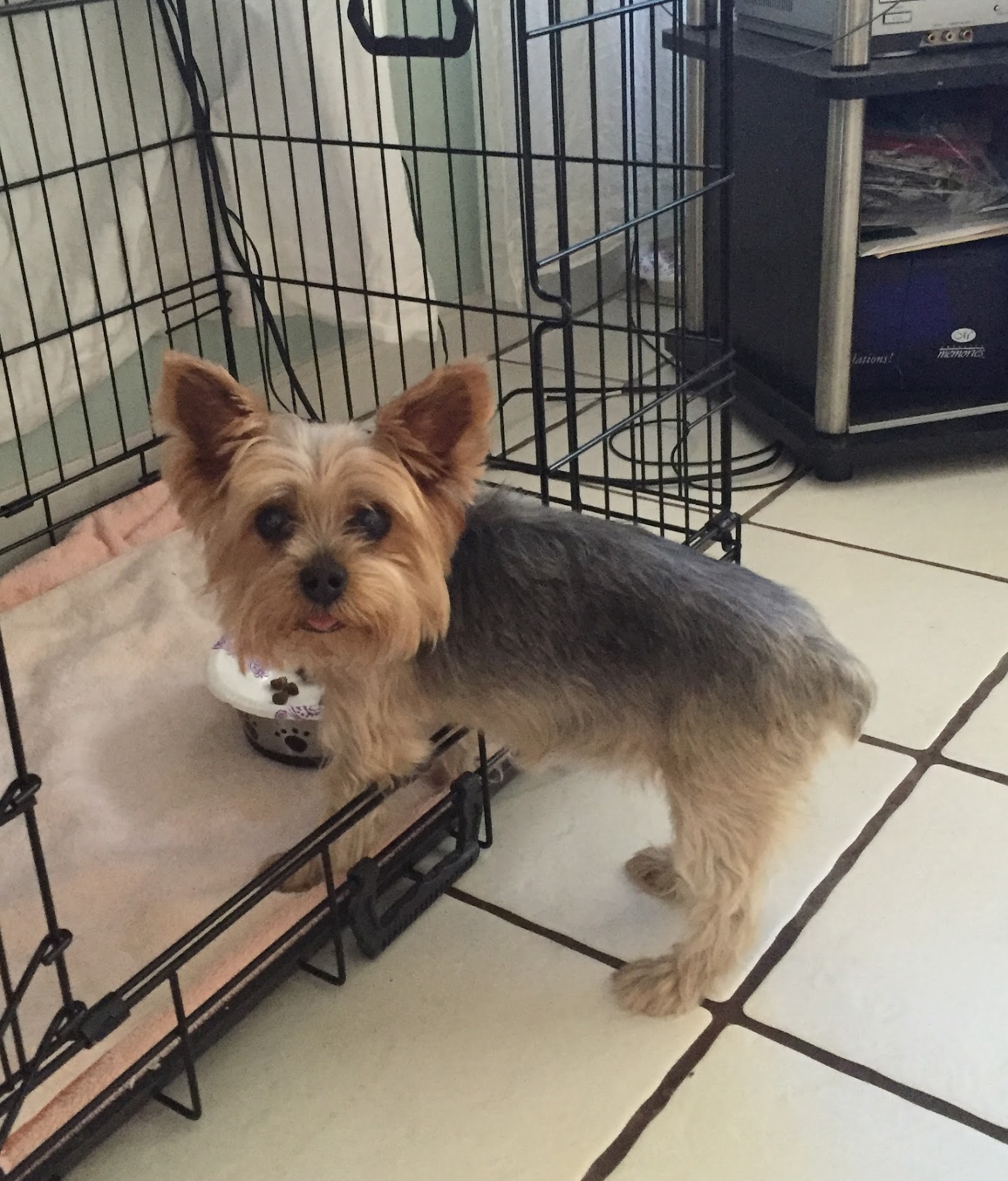 TLC Animal Clinic I