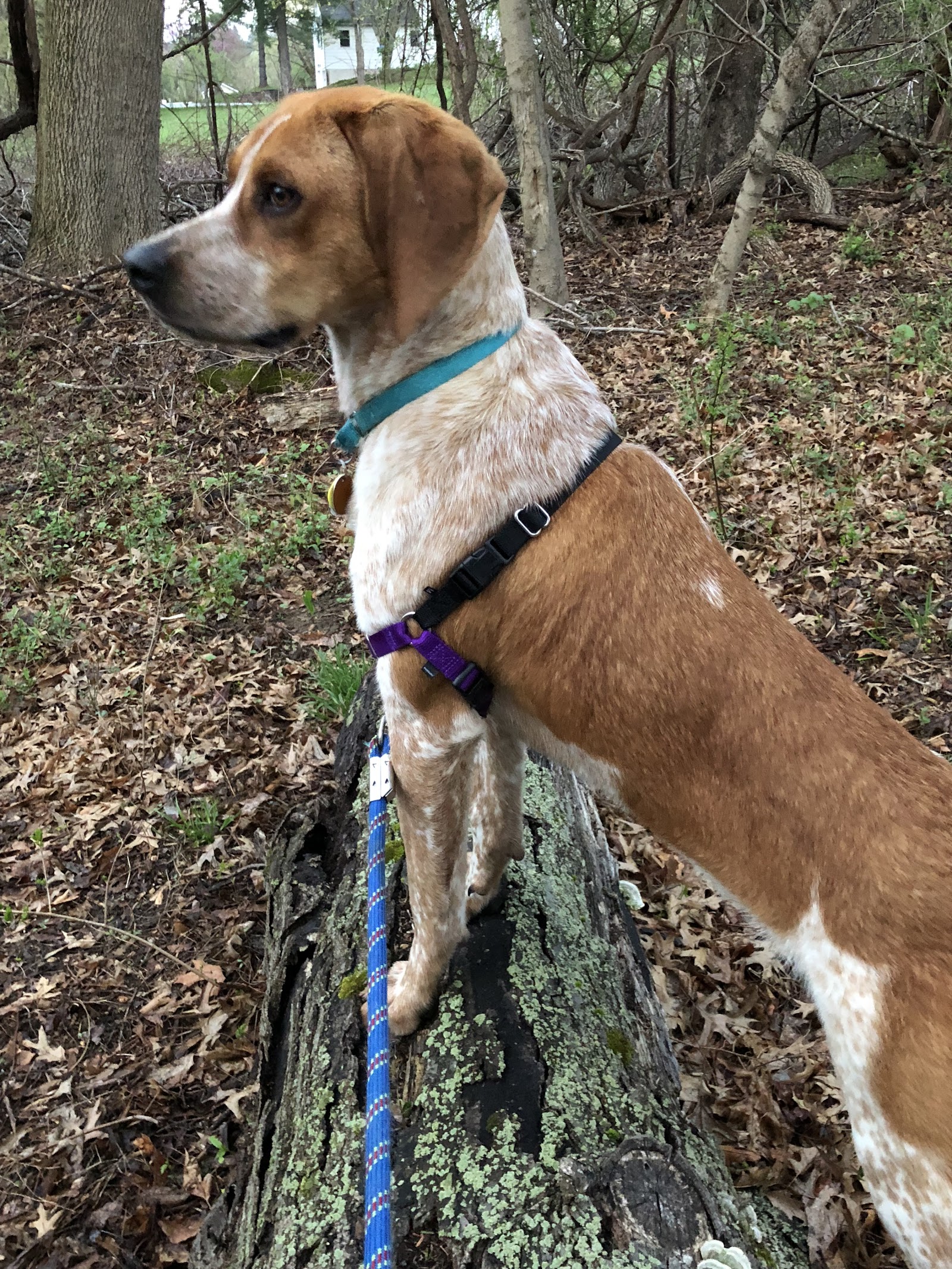To Love A Canine Rescue (PA)