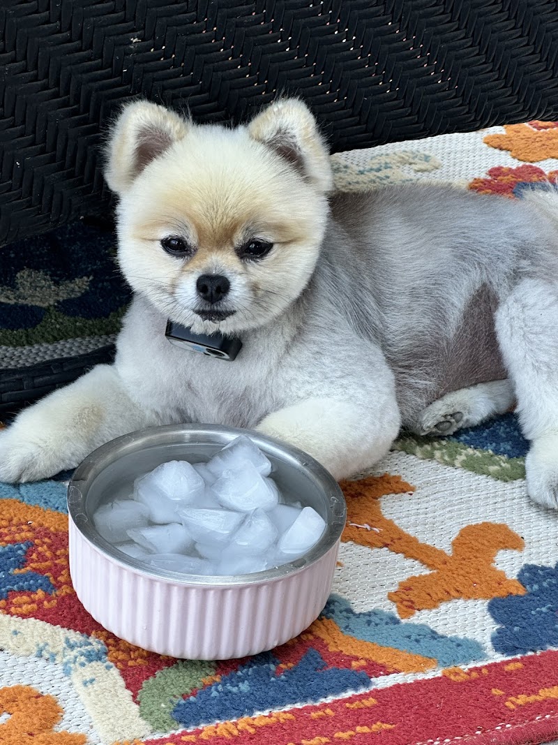 Top Dog Grooming photo 2