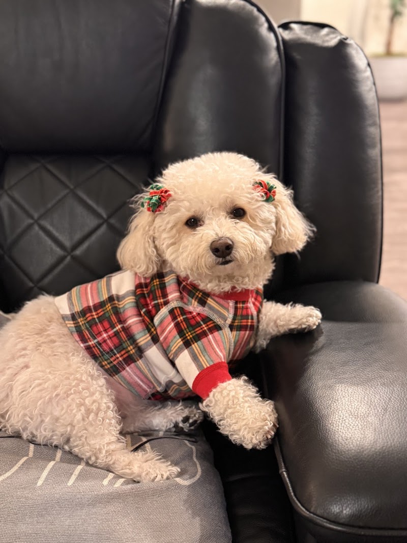 Top Dog Grooming photo 3