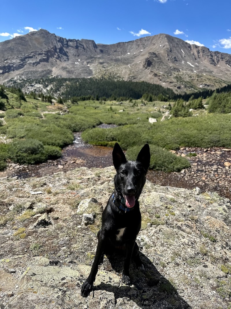 Top Paw K9 Academy photo 3