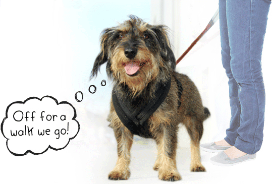 Top Tails Dog Walking & Cat Sitting