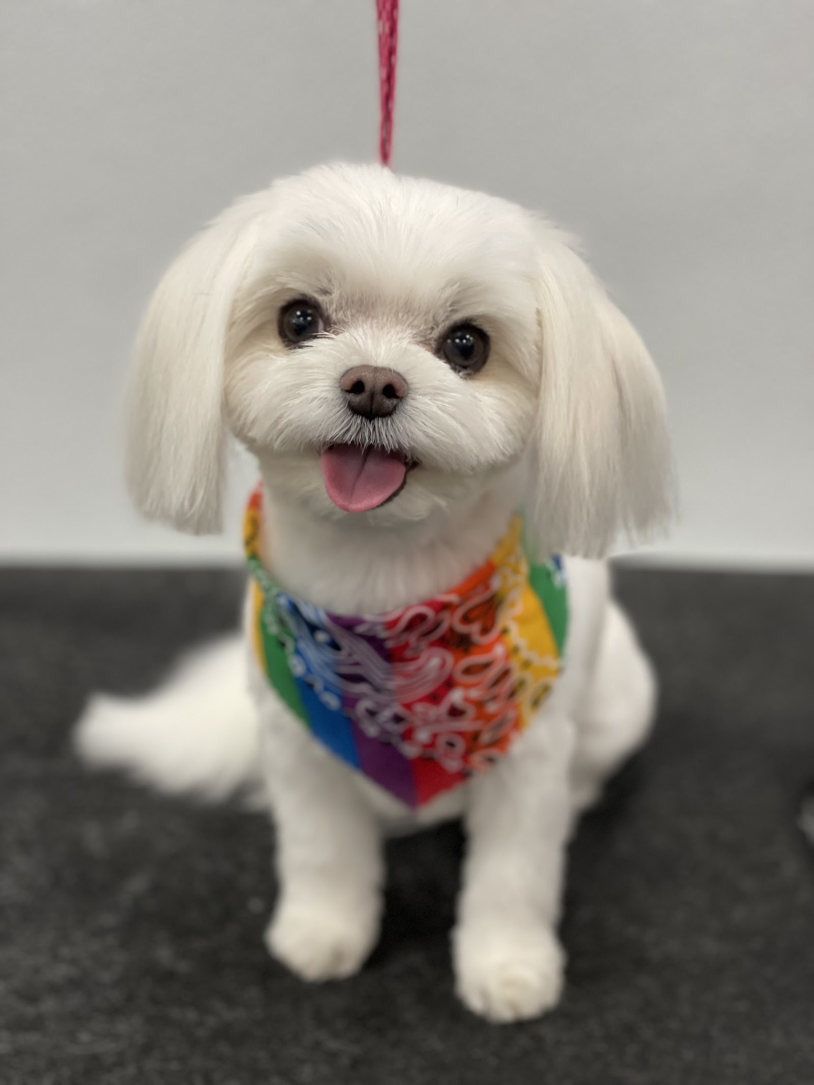 Towne House Grooming & Pet Supplies