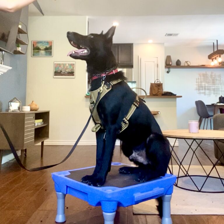 Traction Dog Training Club