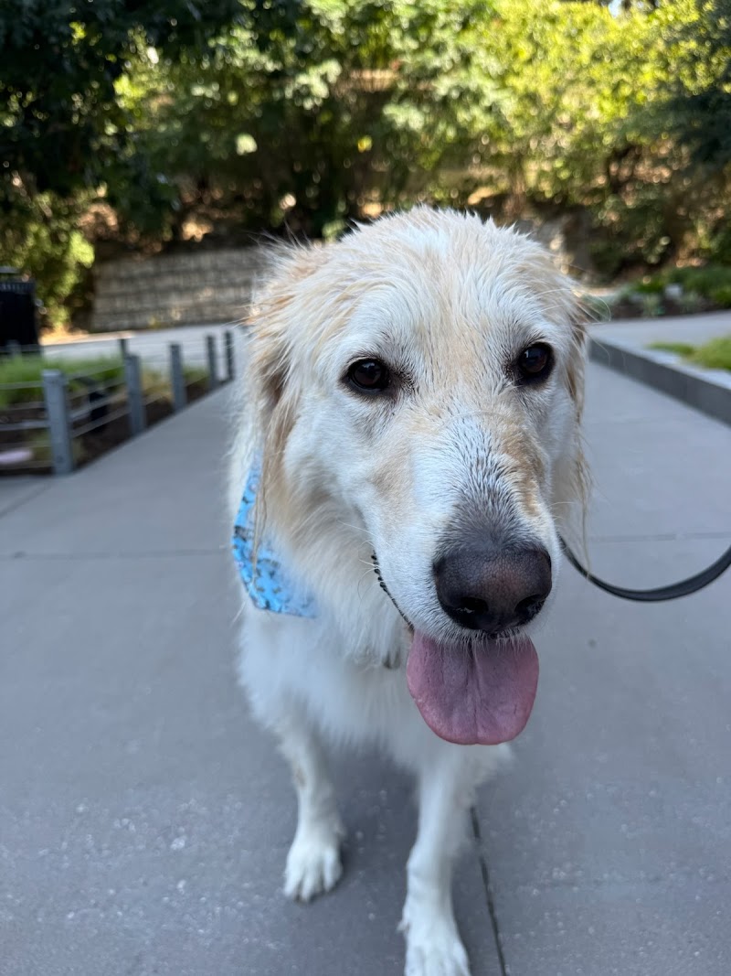 Traction Dog Training Club photo 2