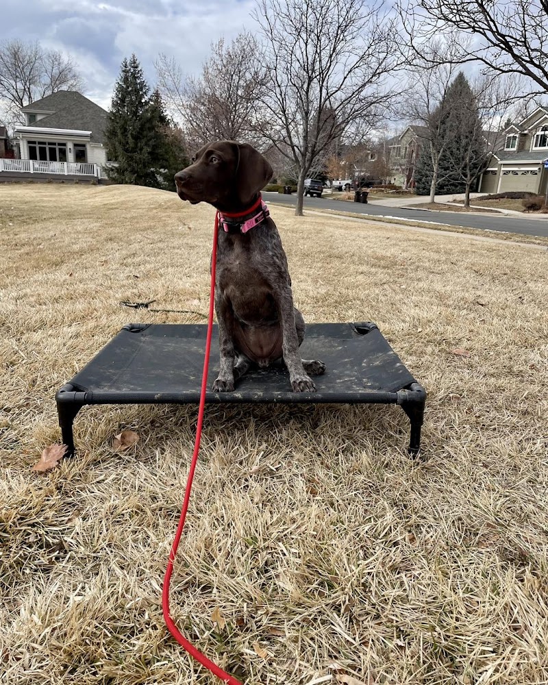 Traction Dog Training Club photo 3