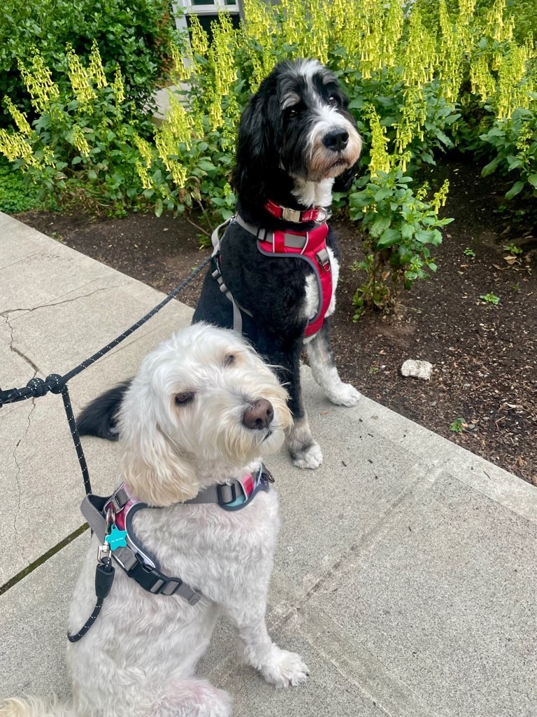 Trails And Tails Dog Walking