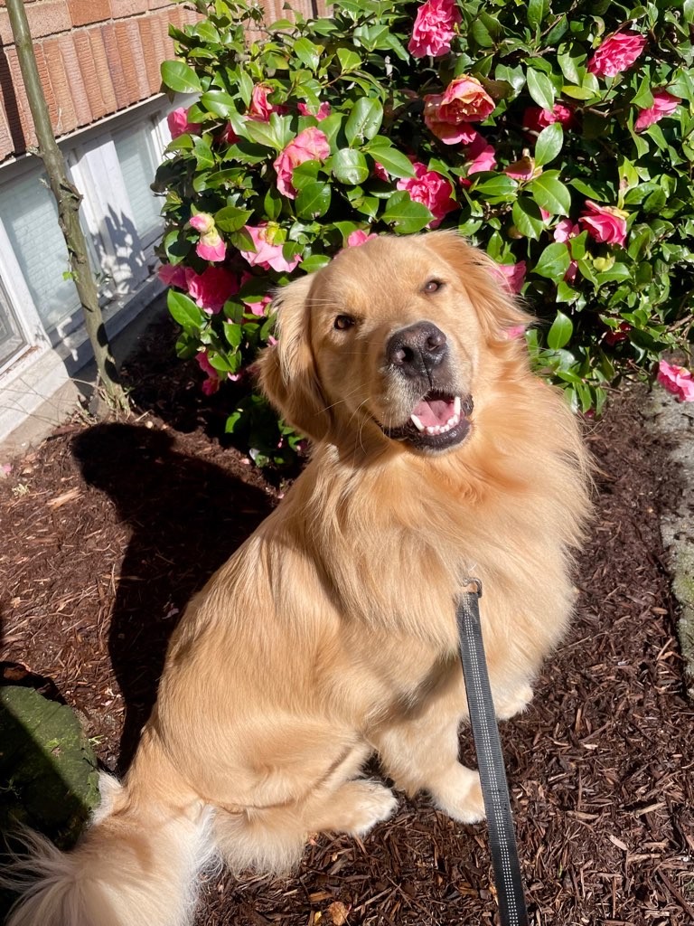 Trails And Tails Dog Walking photo 2